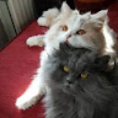 Пользователь nikaprokopets24