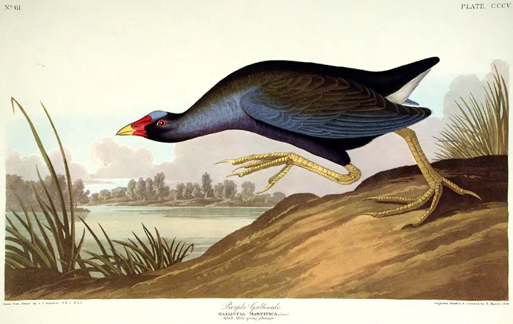 Джон Дж. Одюбон, "Птицы Америки", 1827-1838 гг., Источник Википедия