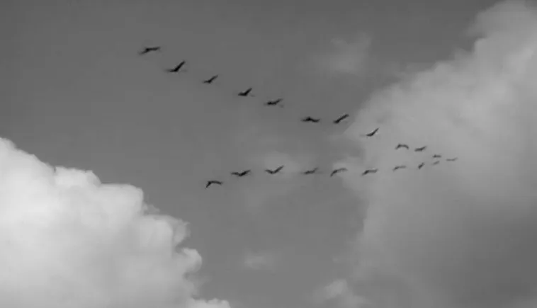 Изображение к статье Песня “Журавли”. Кто автор?